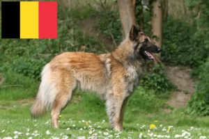 Read more about the article Belgischer Schäferhund Züchter und Welpen in Belgien