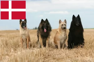 Read more about the article Belgischer Schäferhund Züchter und Welpen in Dänemark