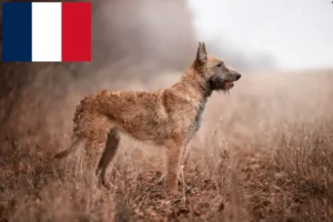 Read more about the article Belgischer Schäferhund Züchter und Welpen in Frankreich