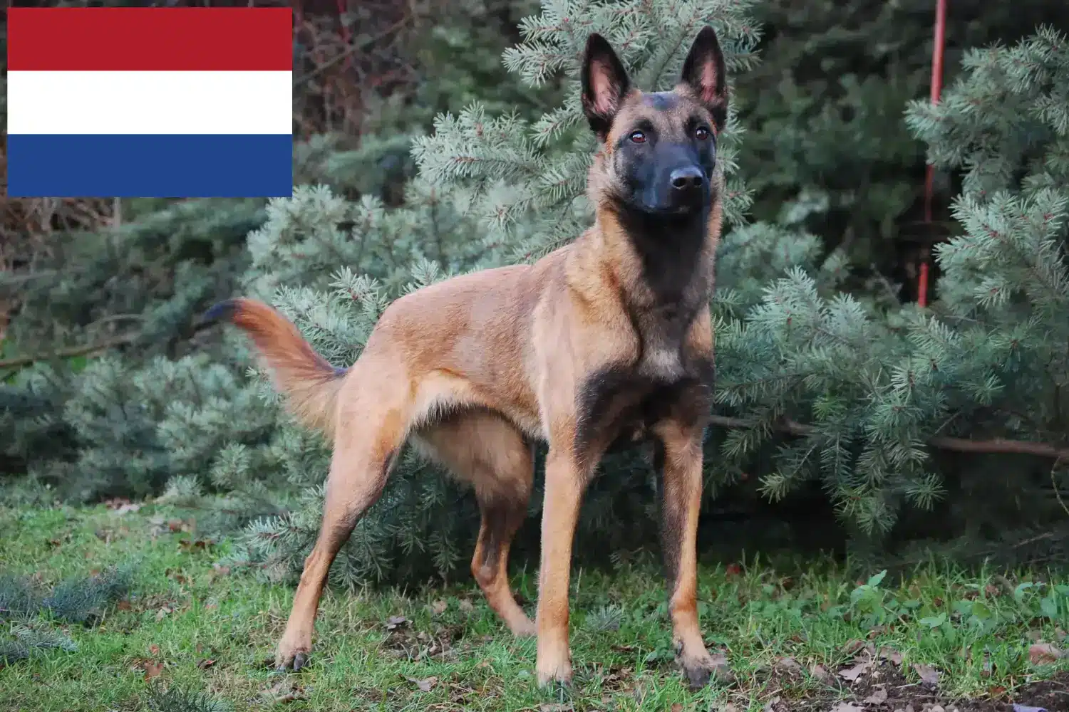 Belgischer Schäferhund Welpen und Züchter Niederlande Hier findest Du Belgische Schäferhunde Züchter in den Niederlanden.