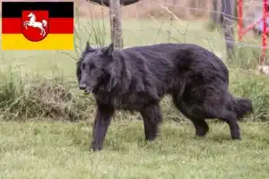 Read more about the article Belgischer Schäferhund Züchter und Welpen in Niedersachsen