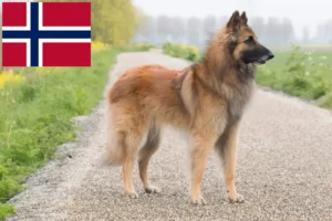 Read more about the article Belgischer Schäferhund Züchter und Welpen in Norwegen