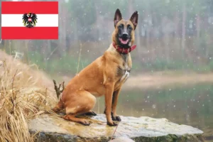 Read more about the article Belgischer Schäferhund Züchter und Welpen in Österreich