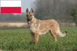 Read more about the article Belgischer Schäferhund Züchter und Welpen in Polen