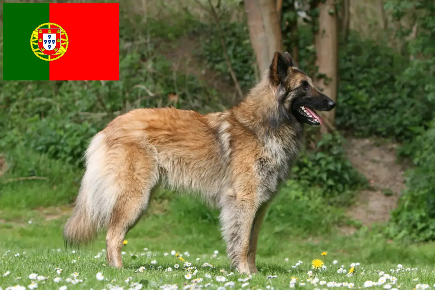 Belgischer Schäferhund Welpen und Züchter Portugal Hier findest Du Belgische Schäferhunde Züchter in Portugal.