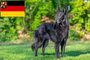 Read more about the article Belgischer Schäferhund Züchter und Welpen in Rheinland-Pfalz