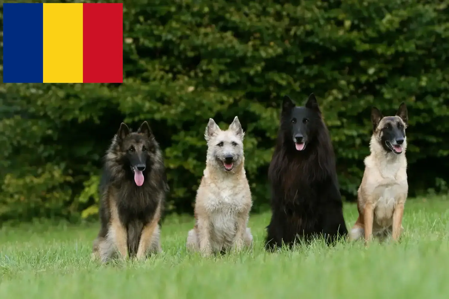 Belgischer Schäferhund Welpen und Züchter Rumänien Hier findest Du Belgische Schäferhunde Züchter in Rumänien.