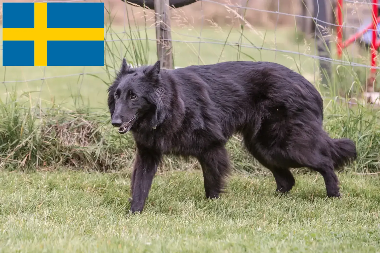 Belgischer Schäferhund Welpen und Züchter Schweden Hier findest Du Belgische Schäferhunde Züchter in Schweden.