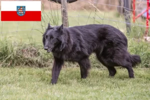 Mehr über den Artikel erfahren Belgischer Schäferhund Züchter und Welpen in Thüringen