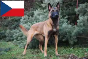 Read more about the article Belgischer Schäferhund Züchter und Welpen in Tschechien