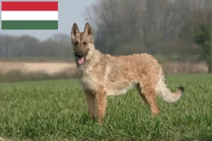 Read more about the article Belgischer Schäferhund Züchter und Welpen in Ungarn