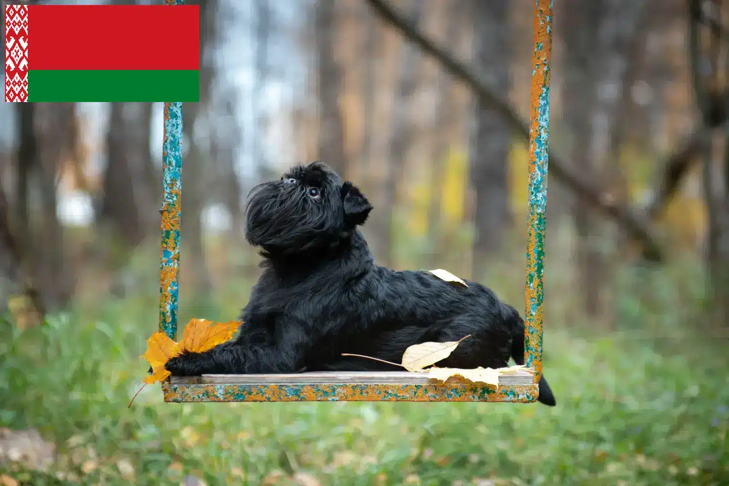 Belgischer Zwerggriffon Welpen und Züchter Belarus Hier findest Du Belgische Zwerggriffons Züchter in Belarus.