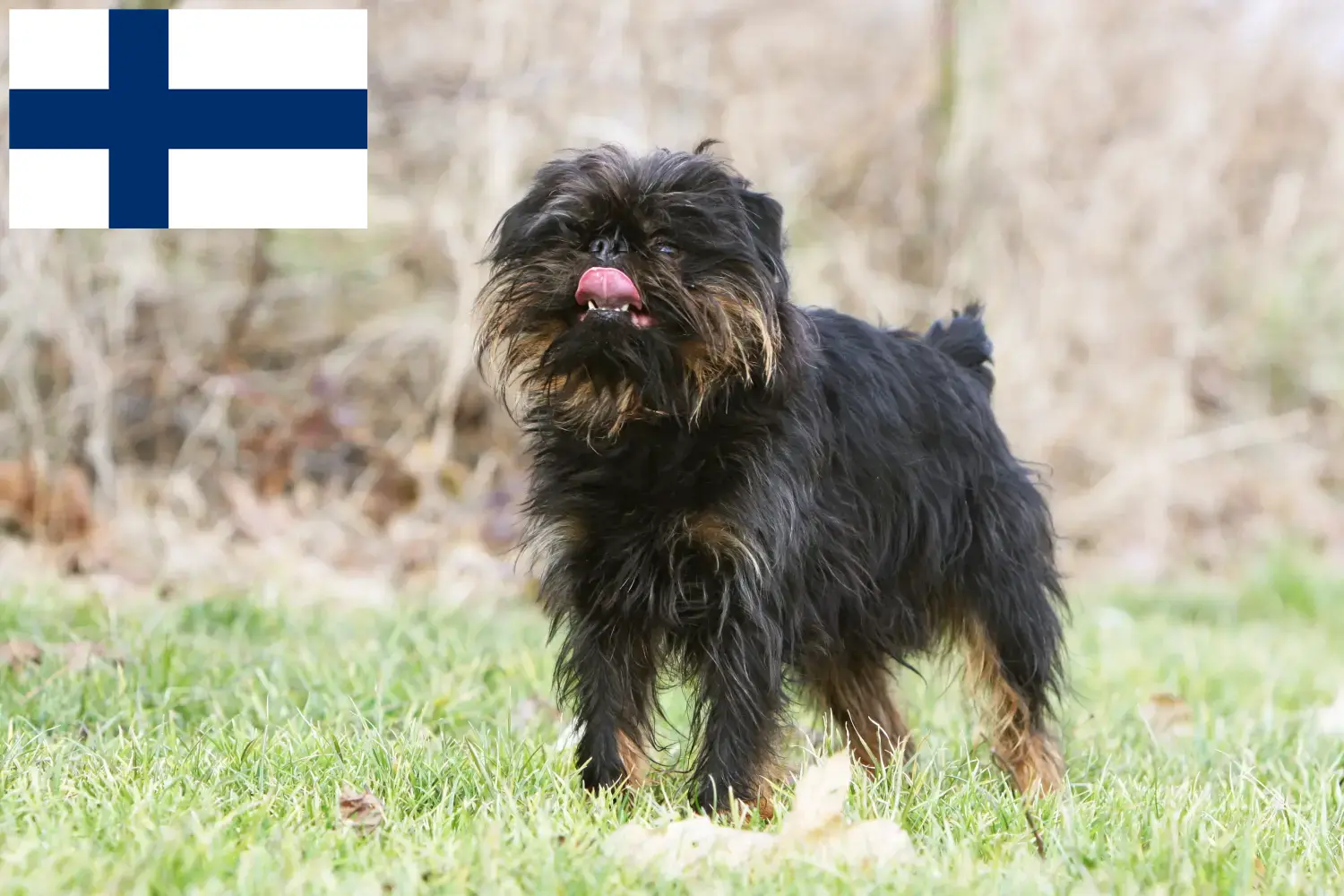 Belgischer Zwerggriffon Welpen und Züchter Finnland Hier findest Du Belgische Zwerggriffons Züchter in Finnland.