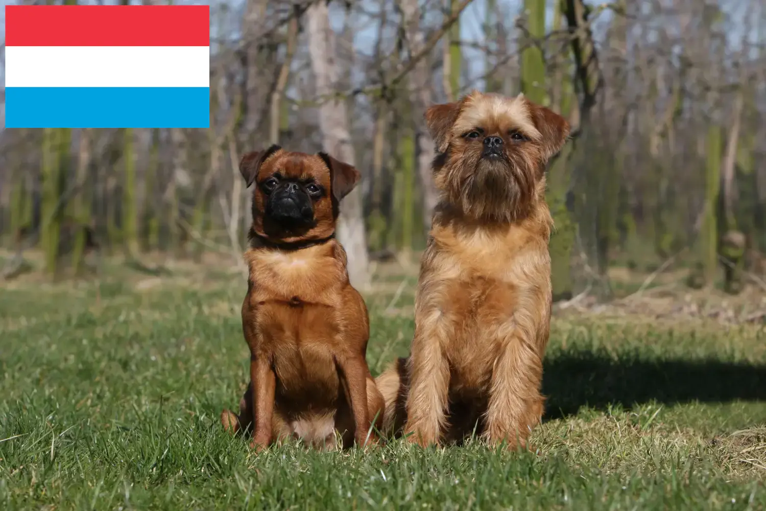 Belgischer Zwerggriffon Welpen und Züchter Luxemburg Hier findest Du Belgische Zwerggriffons Züchter in Luxemburg.