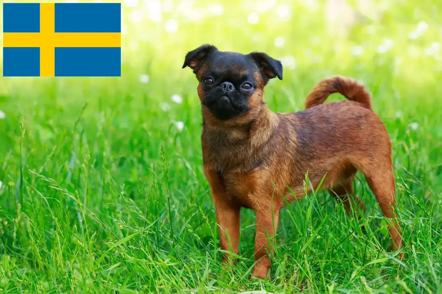 Belgischer Zwerggriffon Welpen und Züchter Schweden Hier findest Du Belgische Zwerggriffons Züchter in Schweden.
