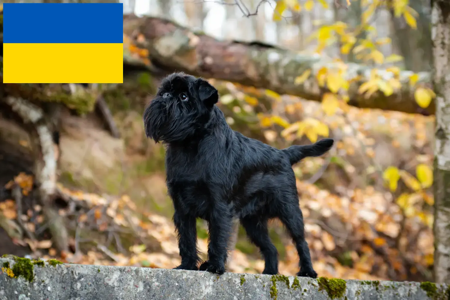 Belgischer Zwerggriffon Welpen und Züchter Ukraine Hier findest Du Belgische Zwerggriffons Züchter in der Ukraine.