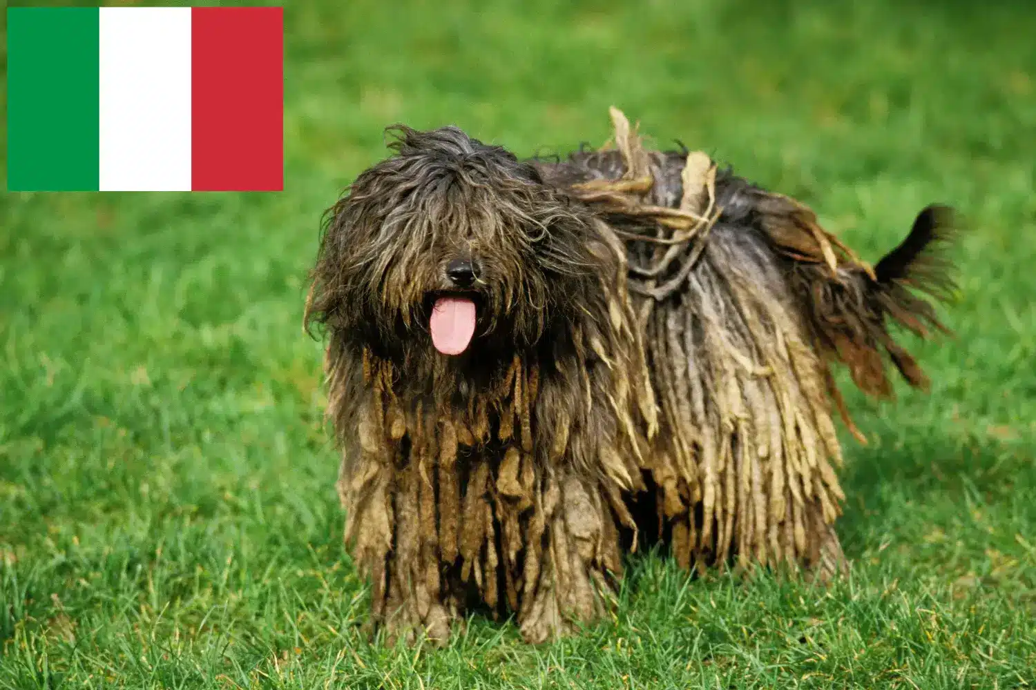 Bergamasker Hirtenhund Welpen und Züchter Italien Hier findest Du Bergamasker Hirtenhunde Züchter in Italien.