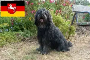 Read more about the article Bergamasker Hirtenhund Züchter und Welpen in Niedersachsen