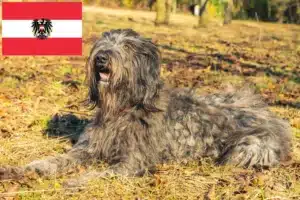 Read more about the article Bergamasker Hirtenhund Züchter und Welpen in Österreich