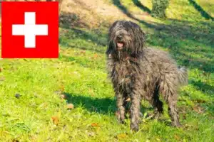 Read more about the article Bergamasker Hirtenhund Züchter und Welpen in der Schweiz