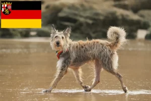 Mehr über den Artikel erfahren Berger de Picardie Züchter und Welpen in Rheinland-Pfalz