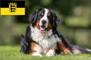 Read more about the article Berner Sennenhund Züchter und Welpen in Baden-Württemberg