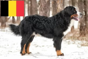 Read more about the article Berner Sennenhund Züchter und Welpen in Belgien