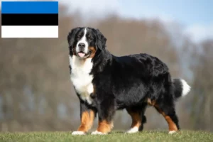 Read more about the article Berner Sennenhund Züchter und Welpen in Estland