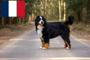 Read more about the article Berner Sennenhund Züchter und Welpen in Frankreich