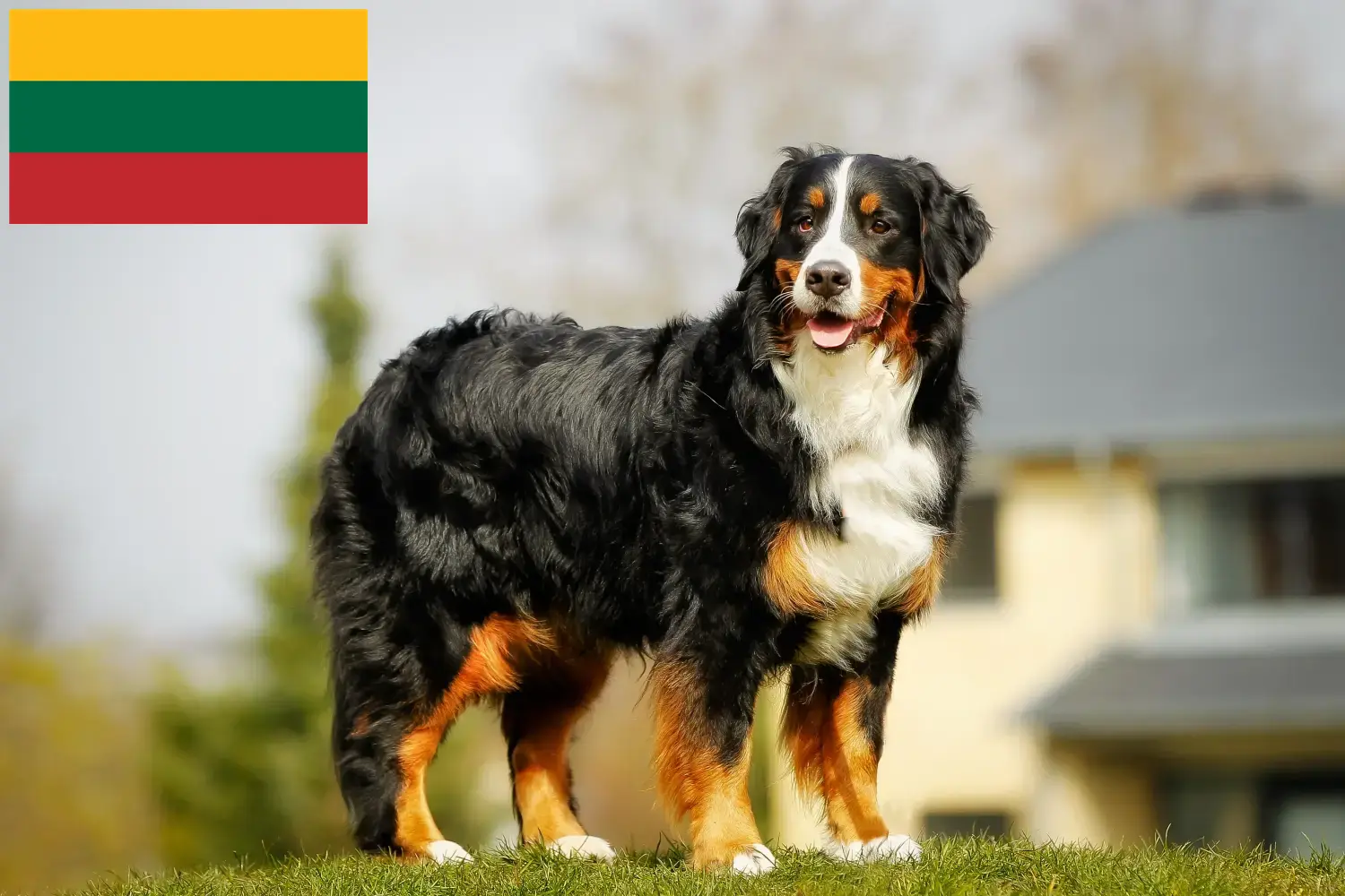 Berner Sennenhund Welpen und Züchter Litauen Hier findest Du Berner Sennenhunde Züchter in Litauen.