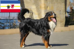 Mehr über den Artikel erfahren Berner Sennenhund Züchter und Welpen in Mecklenburg-Vorpommern