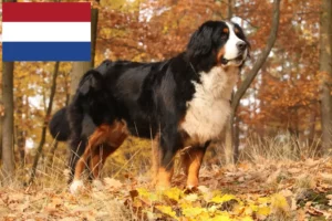 Read more about the article Berner Sennenhund Züchter und Welpen in den Niederlanden