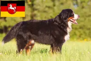 Read more about the article Berner Sennenhund Züchter und Welpen in Niedersachsen