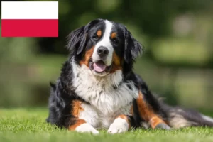 Read more about the article Berner Sennenhund Züchter und Welpen in Polen