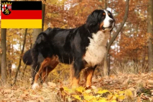 Read more about the article Berner Sennenhund Züchter und Welpen in Rheinland-Pfalz