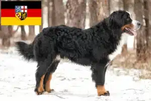 Read more about the article Berner Sennenhund Züchter und Welpen im Saarland