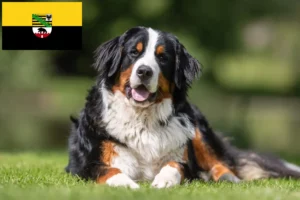 Read more about the article Berner Sennenhund Züchter und Welpen in Sachsen-Anhalt