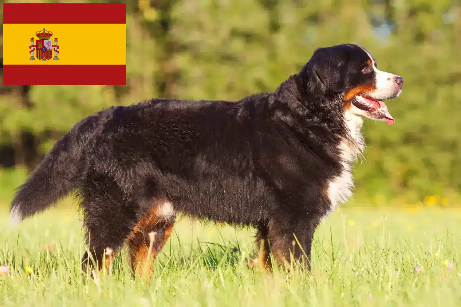 Berner Sennenhund Welpen und Züchter Spanien Hier findest Du Berner Sennenhunde Züchter in Spanien.