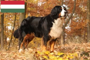 Read more about the article Berner Sennenhund Züchter und Welpen in Ungarn