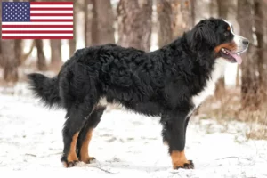 Read more about the article Berner Sennenhund Züchter und Welpen in den USA