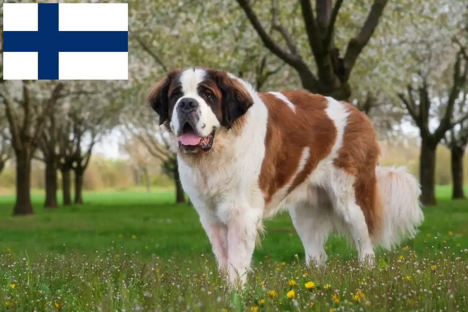 Bernhardiner Welpen und Züchter Finnland Hier findest Du Bernhardiner Züchter in Finnland.