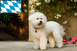 Read more about the article Bichon Frisé Züchter und Welpen in Bayern