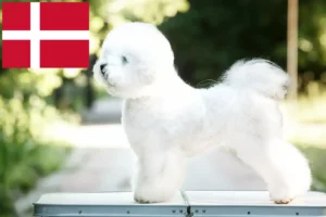 Read more about the article Bichon Frisé Züchter und Welpen in Dänemark