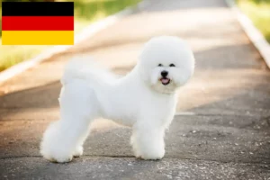 Read more about the article Bichon Frisé Züchter und Welpen in Deutschland