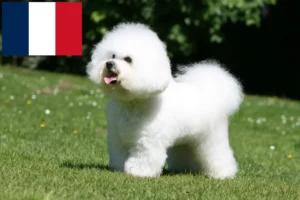 Read more about the article Bichon Frisé Züchter und Welpen in Frankreich