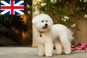 Read more about the article Bichon Frisé Züchter und Welpen in Großbritannien