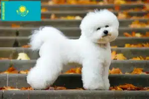 Read more about the article Bichon Frisé Züchter und Welpen in Kasachstan