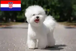 Read more about the article Bichon Frisé Züchter und Welpen in Kroatien