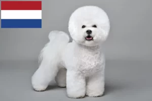 Read more about the article Bichon Frisé Züchter und Welpen in den Niederlanden