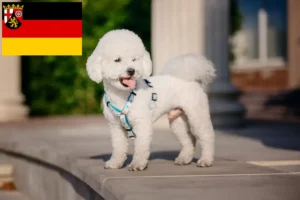 Read more about the article Bichon Frisé Züchter und Welpen in Rheinland-Pfalz